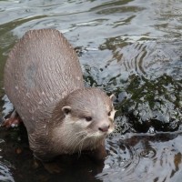 Short-clawed otter