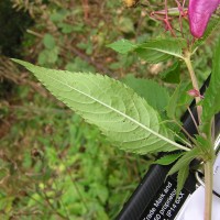 Himalayan Balsam