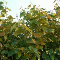 Giant Knotweed