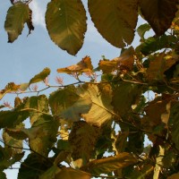 Giant Knotweed