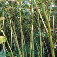 Giant Knotweed