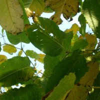 Giant Knotweed