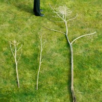 Giant Hogweed