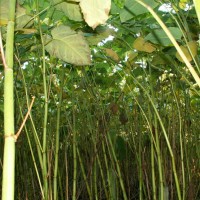 Giant Knotweed