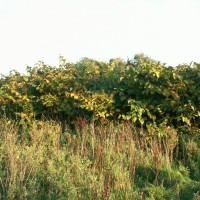 Giant Knotweed