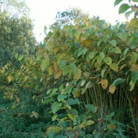 Giant Knotweed