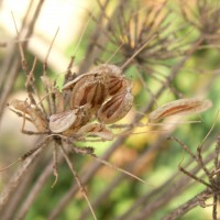 Giant Hogweed