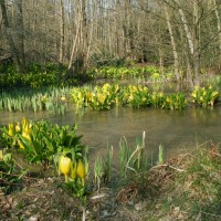 American Skunk Cabbage