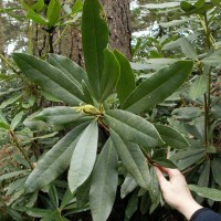 Rhododendron