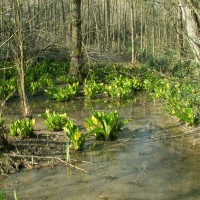 American Skunk Cabbage