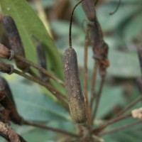 Rhododendron