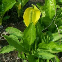 American Skunk Cabbage