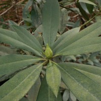 Rhododendron