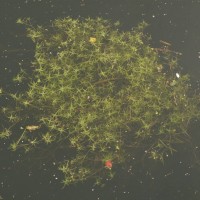 Water-starwort