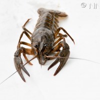 Turkish Crayfish