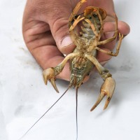 Turkish Crayfish