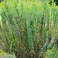 Canadian Goldenrod