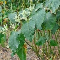 Giant Knotweed