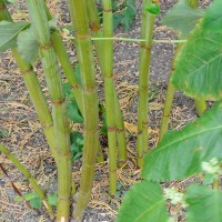 Giant Knotweed