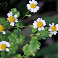 Feverfew