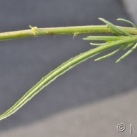 Narrow-leaved Ragwort