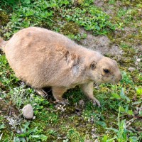 Prairie Marmot
