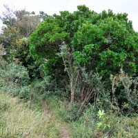 Strawberry Tree