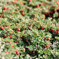 Cotoneaster spp