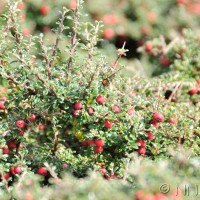 Cotoneaster spp