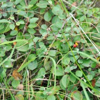 Wild Cotoneaster