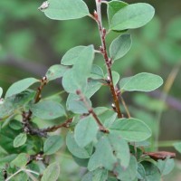 Wild Cotoneaster