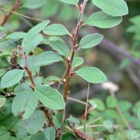 Wild Cotoneaster