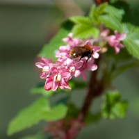 Flowering Currant