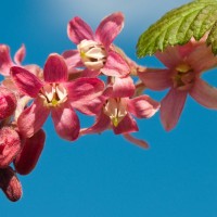 Flowering Currant