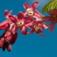 Flowering Currant