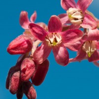 Flowering Currant