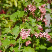 Flowering Currant