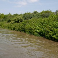 Japanese Knotweed