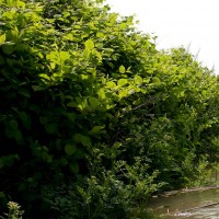 Japanese Knotweed