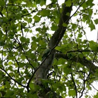 Rose-ringed Parakeet