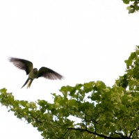 Rose-ringed Parakeet