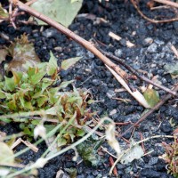 Japanese Knotweed