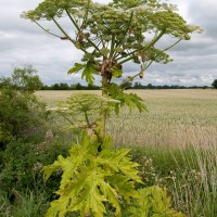 Giant Hogweed