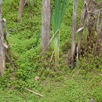 New Zealand Pigmyweed