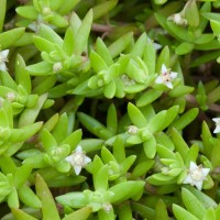 New Zealand Pigmyweed