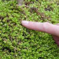 New Zealand Pigmyweed