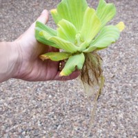 Water Lettuce