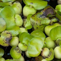 Water Hyacinth