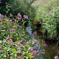 Himalayan Balsam