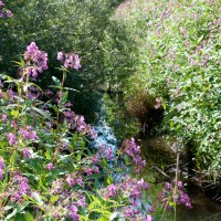 Himalayan Balsam